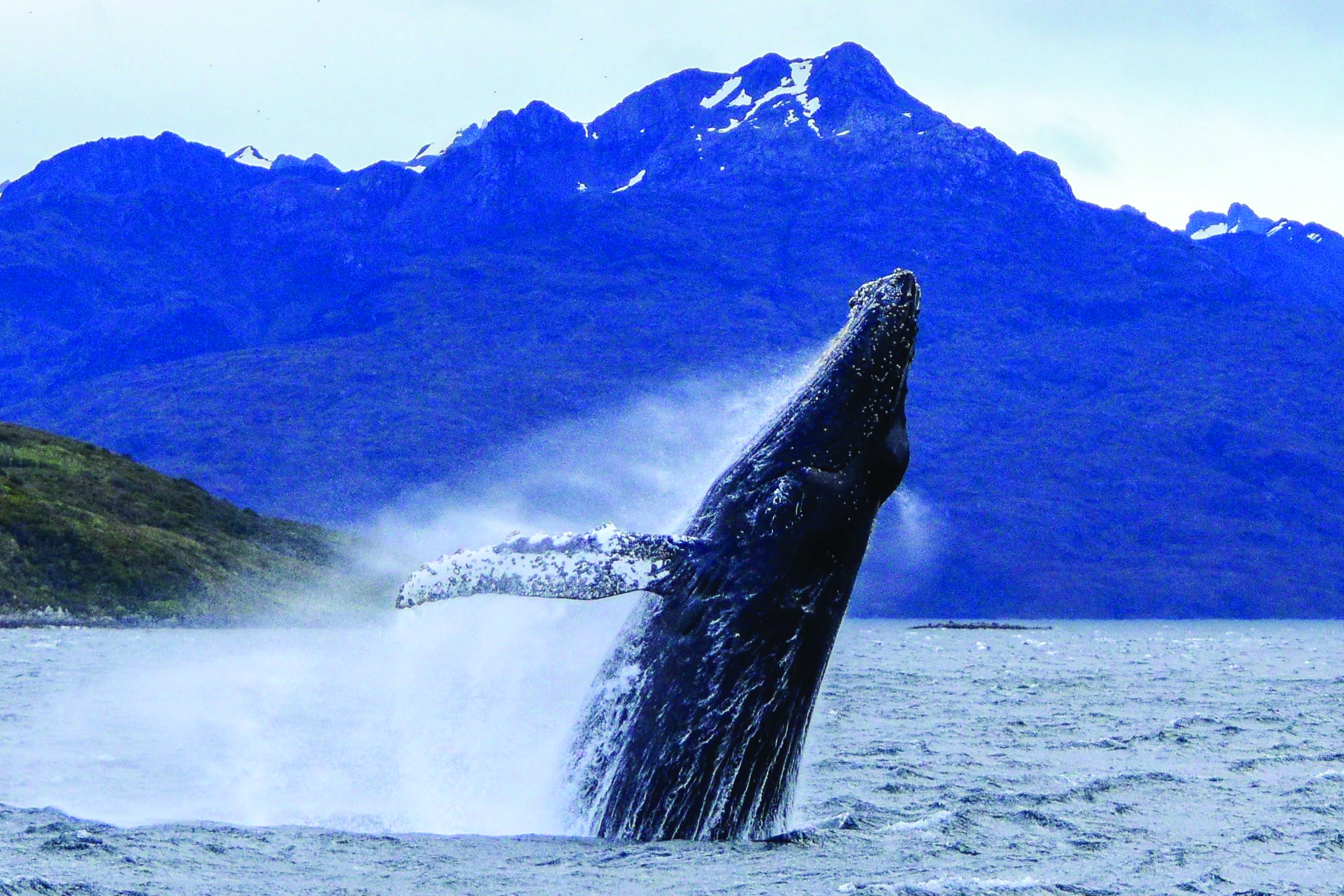 Comienza la temporada de avistamiento de ballenas en el Estrecho de Magallanes