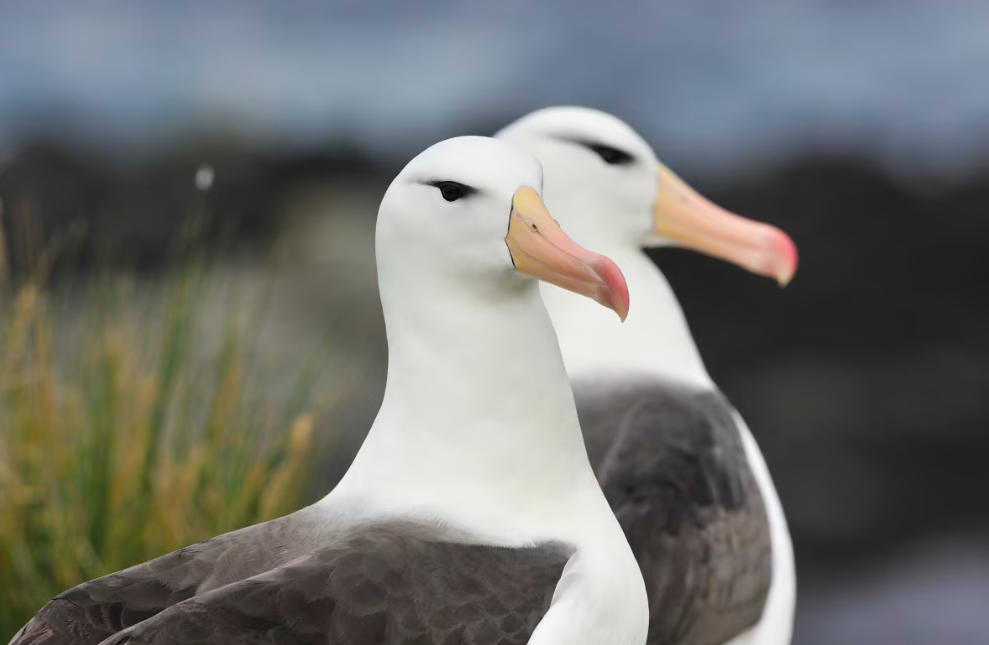 Albatroslandia: una invitación a conocer el reino de los albatros en el fin del mundo