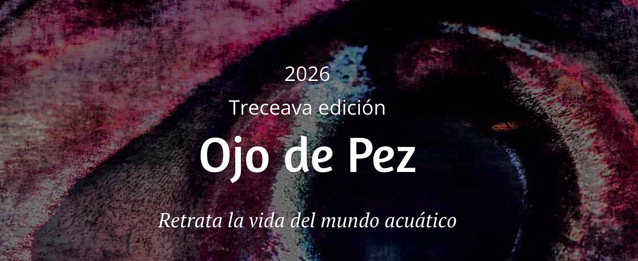 Ojo de Pez 2026: el concurso que invita a retratar el alma acuática de Chile abre su convocatoria
